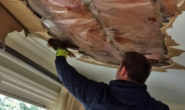 Wet ceiling drywall and insulation being pulled down after a leak from above, ceiling leak water damage in Encinitas, CA